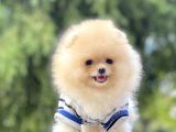 Pomeranian Boo Teddy Bear Ayı Surat Yavrularımız