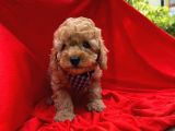 Toy Poodle Yavrular Wc Eği̇ti̇mli̇ Microcip Li Pasaportlu  