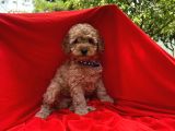 Toy Poodle Yavrular Wc Eği̇ti̇mli̇ Microcip Li Pasaportlu  