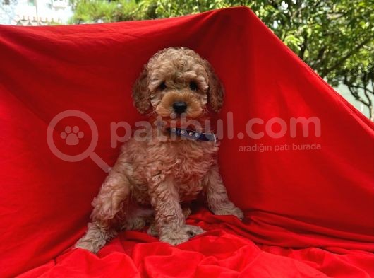 Toy Poodle Yavrular Wc Eği̇ti̇mli̇ Microcip Li Pasaportlu   görsel