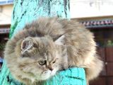 Bri̇ti̇sh Shortai̇r Golden Tabby Di̇şi̇ 4 Aylık