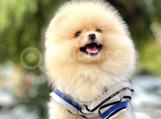 Pomeranian Boo Teddy Bear Ayı Surat Yavrularımız görsel