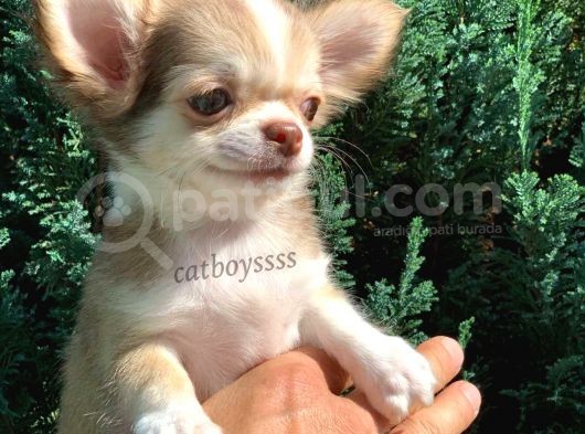 Muhteşem Kalite Longhair Chihuahua Erkek Yavrumuz görsel