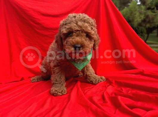 Red Brown Toy Poodle görsel