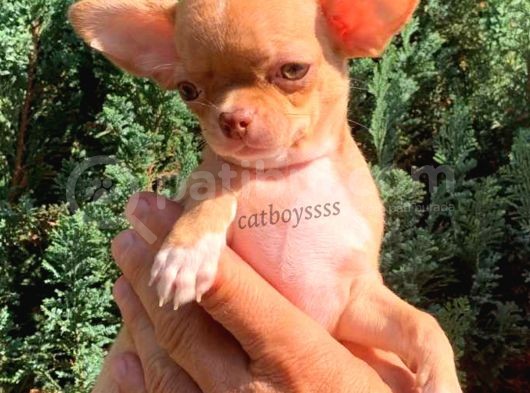 Elma Kafa Kızıl Renk Chihuahua Erkek Yavrumuz