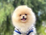 Pomeranian Boo Teddy Bear Ayı Surat Yavrularımız