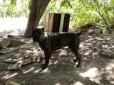 Safkan Irk Cane Corso Yavrularımız