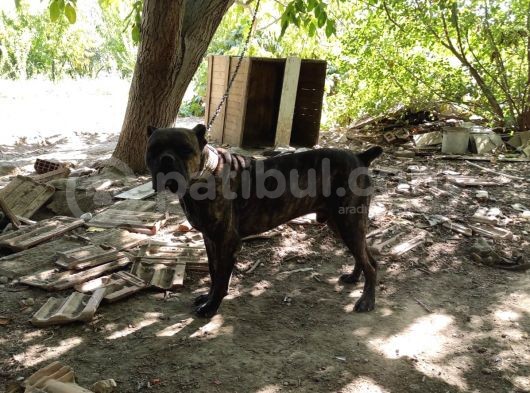 Safkan Irk Cane Corso Yavrularımız görsel