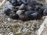Safkan Irk Cane Corso Yavrularımız