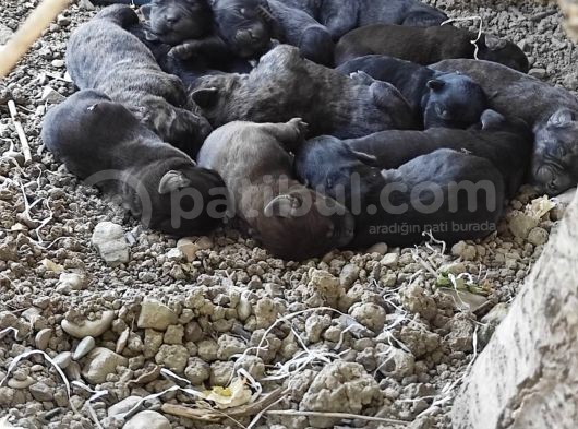 Safkan Irk Cane Corso Yavrularımız görsel