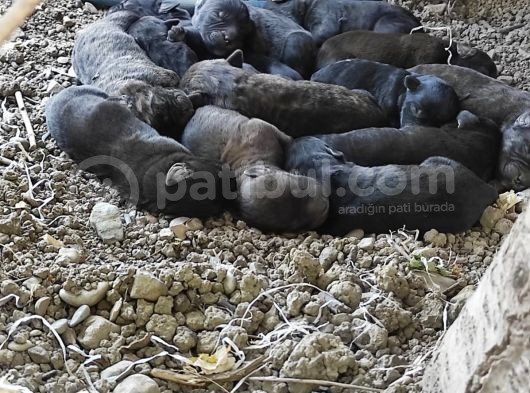 Safkan Irk Cane Corso Yavrularımız görsel
