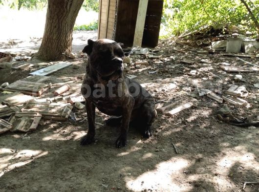 Safkan Irk Cane Corso Yavrularımız