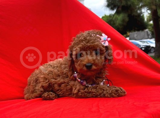 Bebek Surat Wc Eğitimli Mikrocipli Toy Poodle görsel