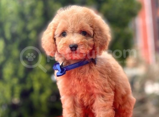 Bebek Surat Wc Eğitimli Mikrocipli Toy Poodle görsel