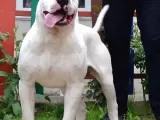 Secereli Dogo Argentino Anne Babanın Yavruları