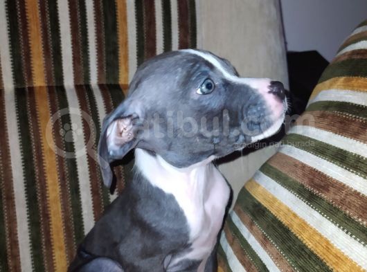 Bluenose 5 Haftalik! görsel