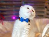 Scottish Fold Yavrularımız Yuva Arıyor