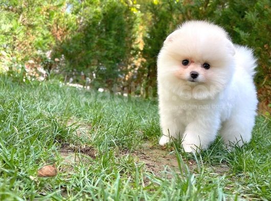 0,50 Mikro Küt Burun Ödül Adayı 3A Plus Safkan Boo Pomeranian görsel