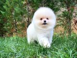 0,50 Mikro Küt Burun Ödül Adayı 3A Plus Safkan Boo Pomeranian
