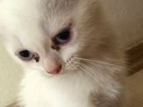 Safkan 2 Aylık Scottish Fold Erkek Karbeyazı