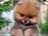 0,50 Mikro Küt Burun Ödül Adayı 3A Plus Safkan Boo Pomeranian