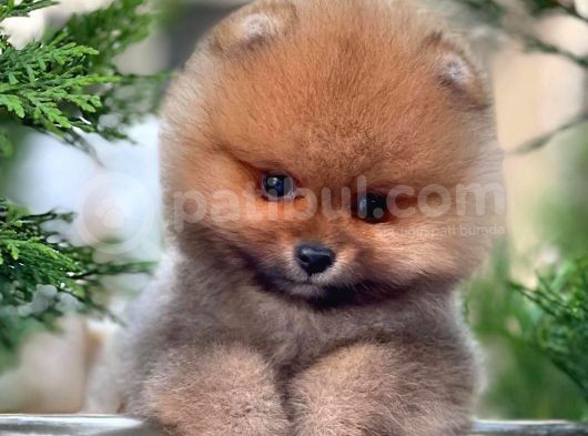 0,50 Mikro Küt Burun Ödül Adayı 3A Plus Safkan Boo Pomeranian görsel