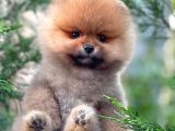 0,50 Mikro Küt Burun Ödül Adayı 3A Plus Safkan Boo Pomeranian
