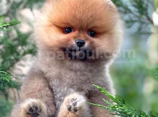 0,50 Mikro Küt Burun Ödül Adayı 3A Plus Safkan Boo Pomeranian görsel