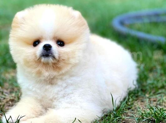 0,50 Mikro Küt Burun Ödül Adayı 3A Plus Safkan Boo Pomeranian görsel