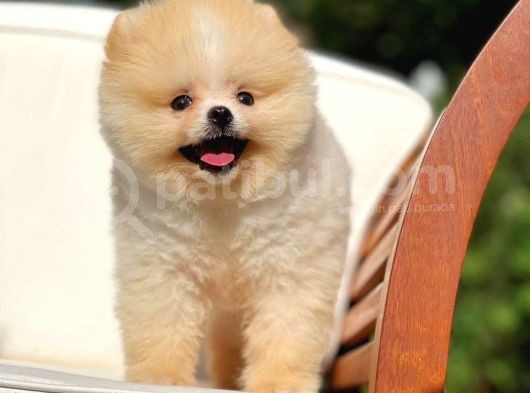 0,50 Mikro Küt Burun Ödül Adayı 3A Plus Safkan Boo Pomeranian görsel