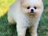 0,50 Mikro Küt Burun Ödül Adayı 3A Plus Safkan Boo Pomeranian