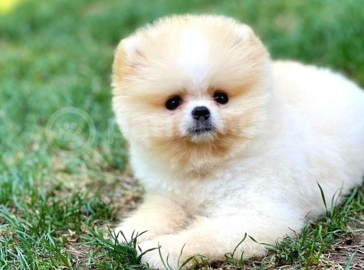 0,50 Mikro Küt Burun Ödül Adayı 3A Plus Safkan Boo Pomeranian görsel
