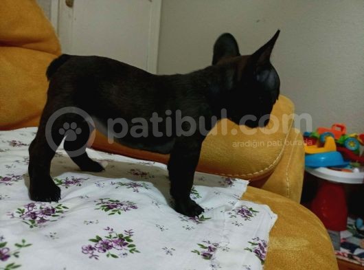 Mi̇cro Si̇yah Di̇şi̇ French Bulldog