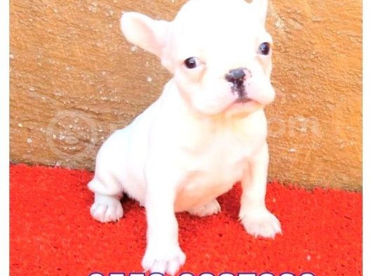 Aşılı Kimlikli French Bulldog Yavrular görsel
