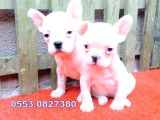 Aşılı Kimlikli French Bulldog Yavrular
