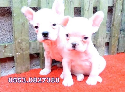 Aşılı Kimlikli French Bulldog Yavrular görsel