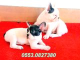 Aşılı Kimlikli French Bulldog Yavrular