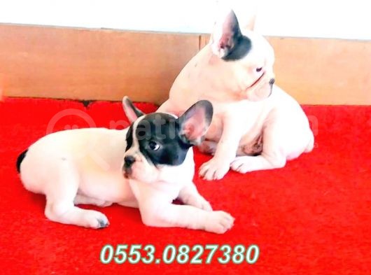 Aşılı Kimlikli French Bulldog Yavrular