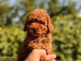 Red Toy Poodle Yavrular