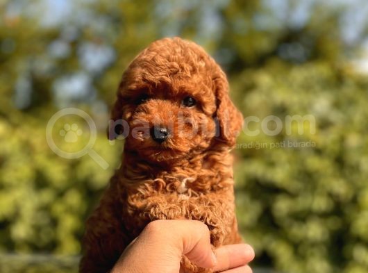 Red Toy Poodle Yavrular görsel