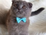 Orjinal Scottish Fold Erkek Yavrumuz