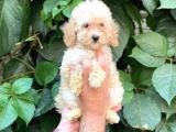 Apricot Kayısı Renk Dişi Toy Poodle Bebek