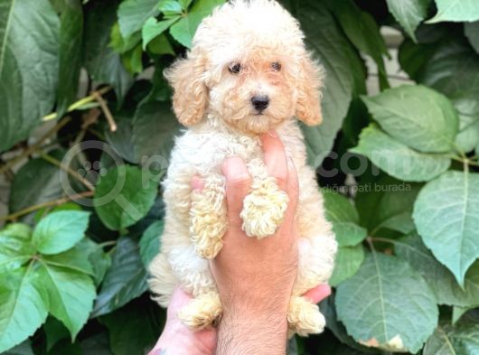 Apricot Kayısı Renk Dişi Toy Poodle Bebek görsel