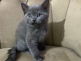 5 British Shorthair Yavrumuz
