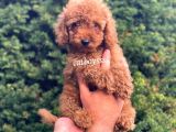Red Toy Poodle Erkek Bebeğimiz