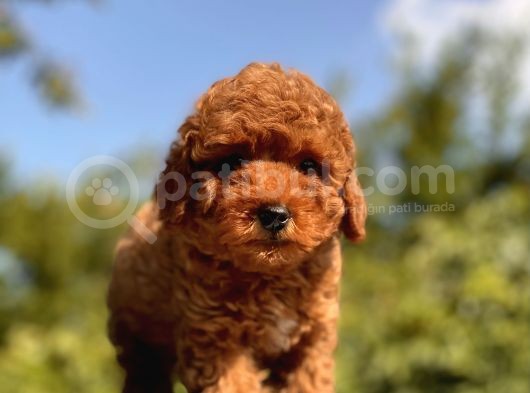 Red Toy Poodle Yavrular görsel