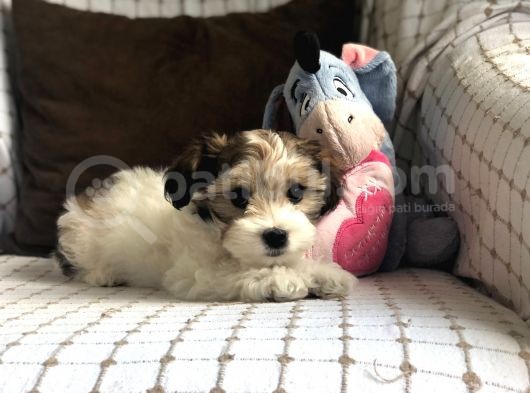 Yakışıklı Morkie görsel