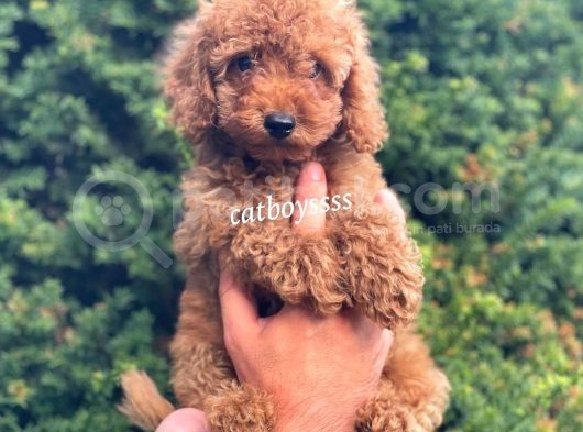 Red Toy Poodle Erkek Bebeğimiz