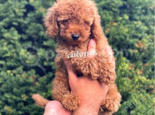 Red Toy Poodle Erkek Bebeğimiz görsel