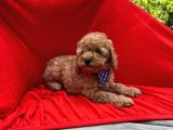 Red -Apricot Toy Poodle Yavrular